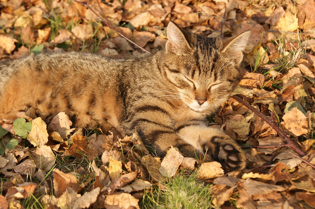 rest lazybones kitten free photo