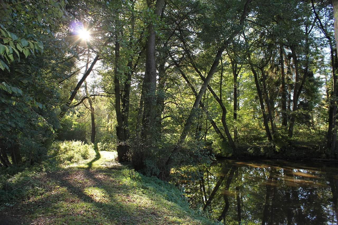 rest forest trees free photo