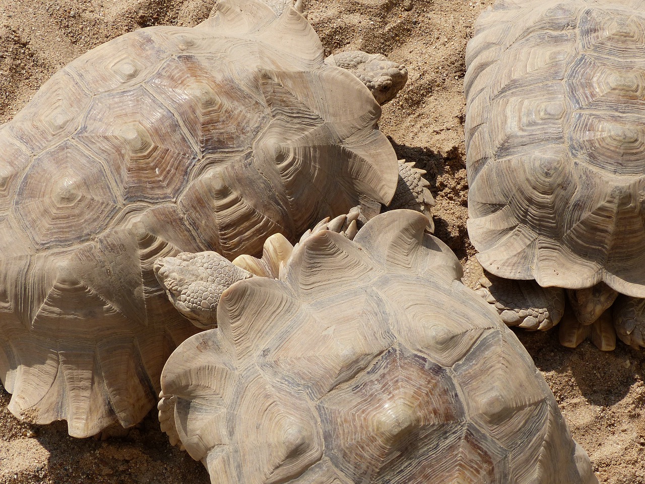 rest turtle sand free photo