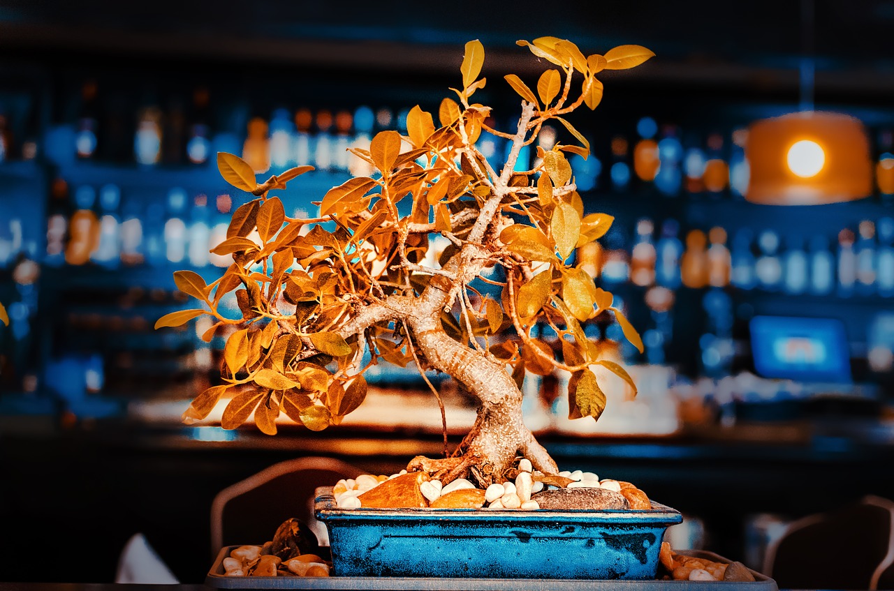 restaurant bonsai ornament free photo