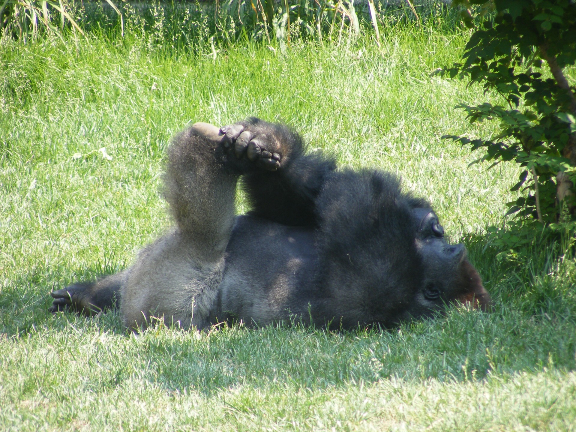 gorilla gorillas animals free photo