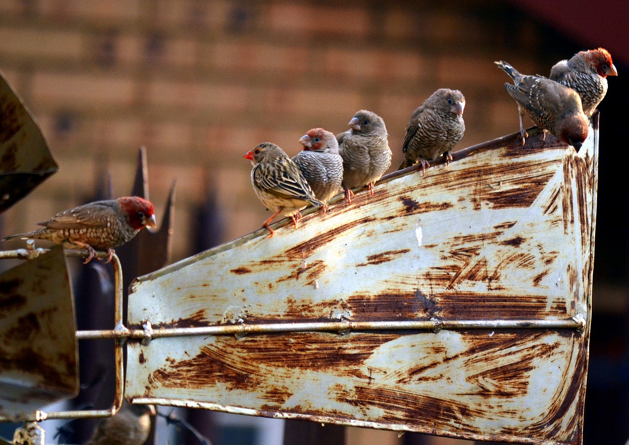 resting windmill birds free photo