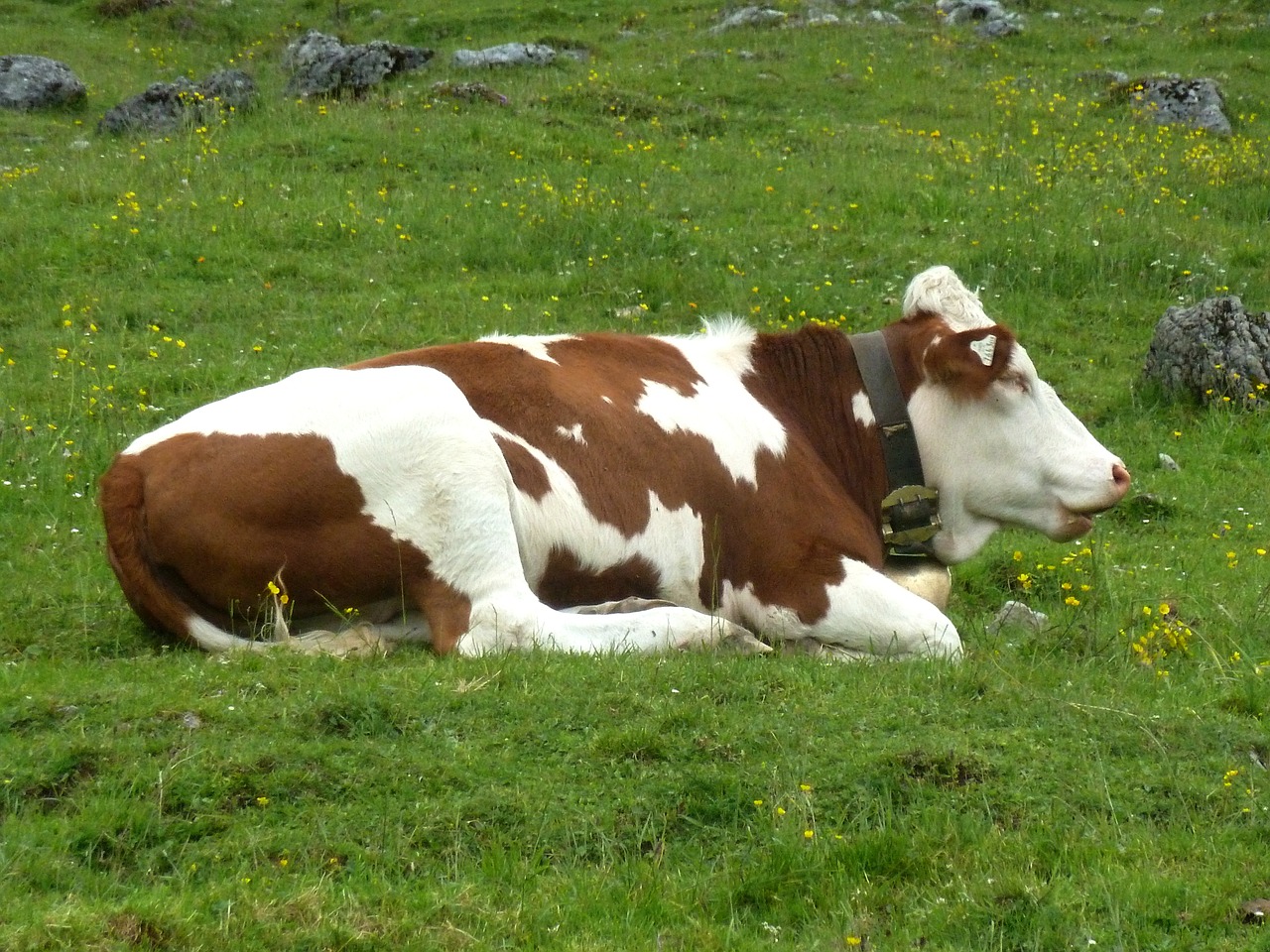 resting cow animal free photo