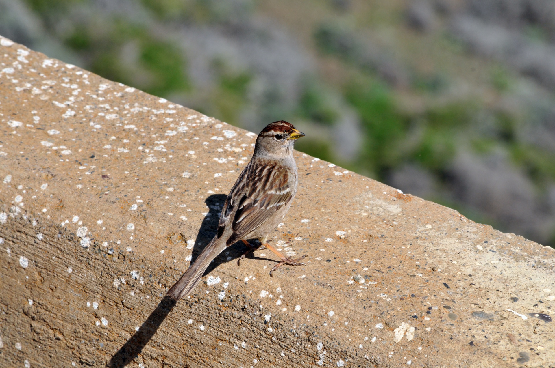 bird birds resting bird free photo