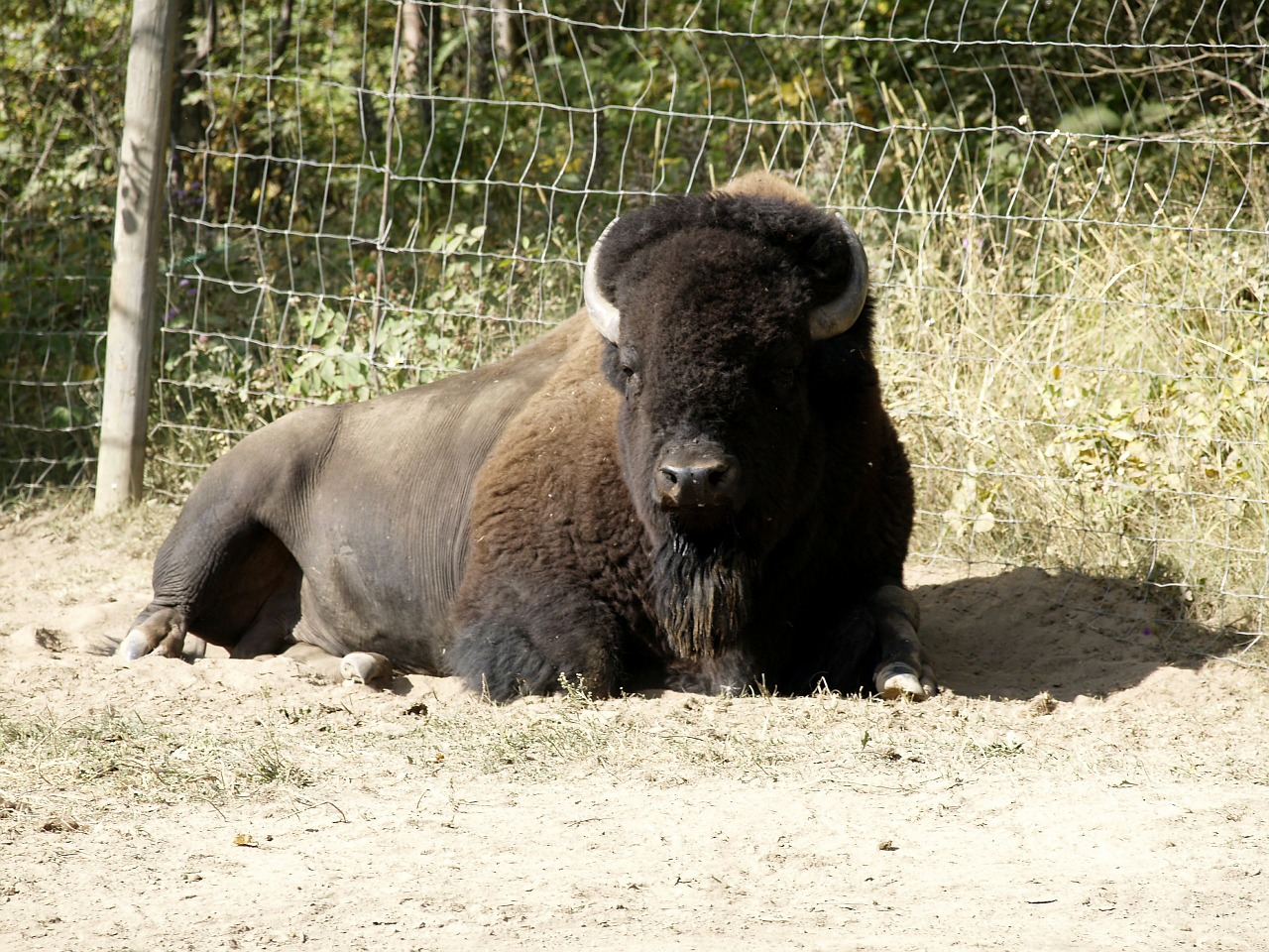 resting bison animal nature free photo