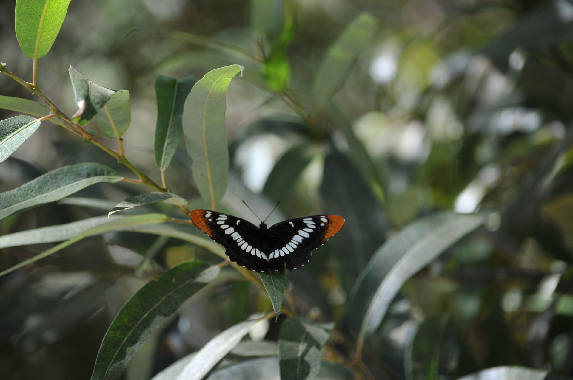 butterfly butterflies insect free photo