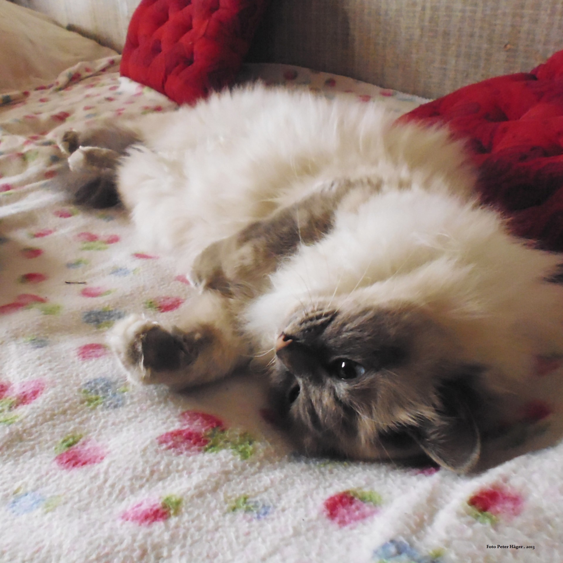 burmese cats cats resting cat free photo