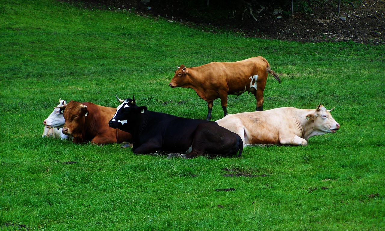 resting cows cattle herd ruminating cows free photo