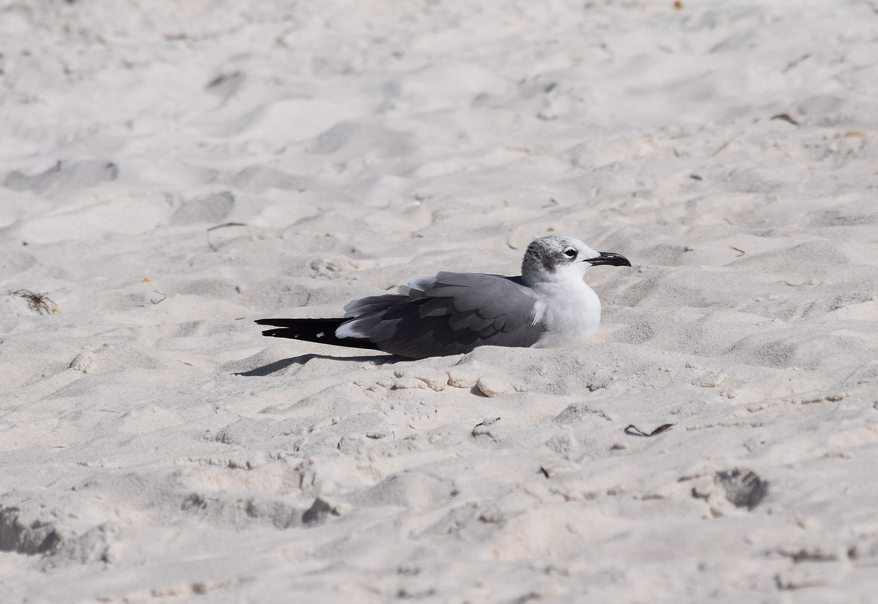 resting herring gull gull shore bird free photo