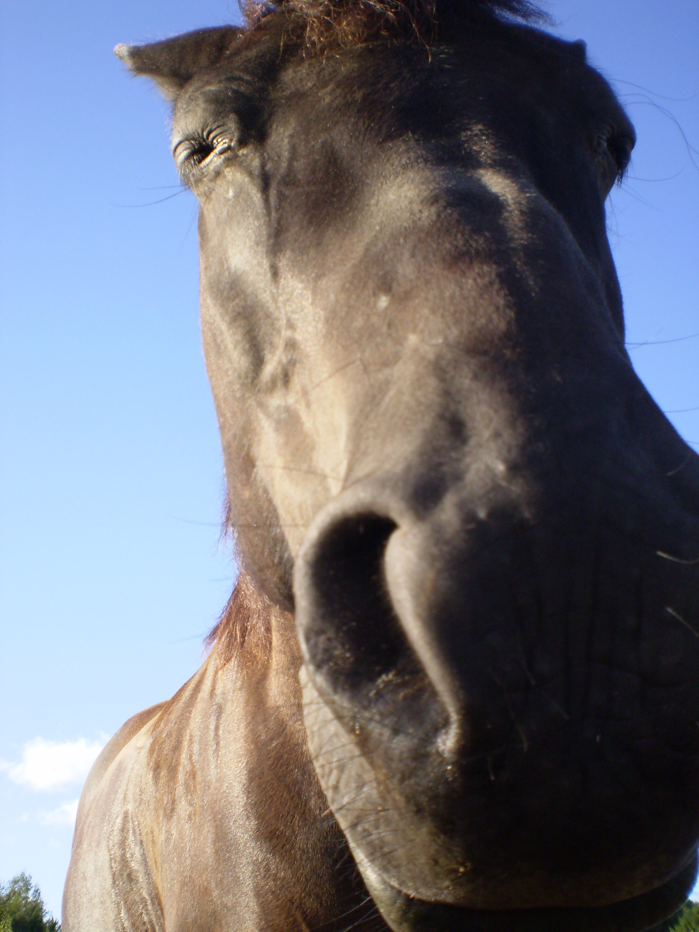 rest horse blue free photo