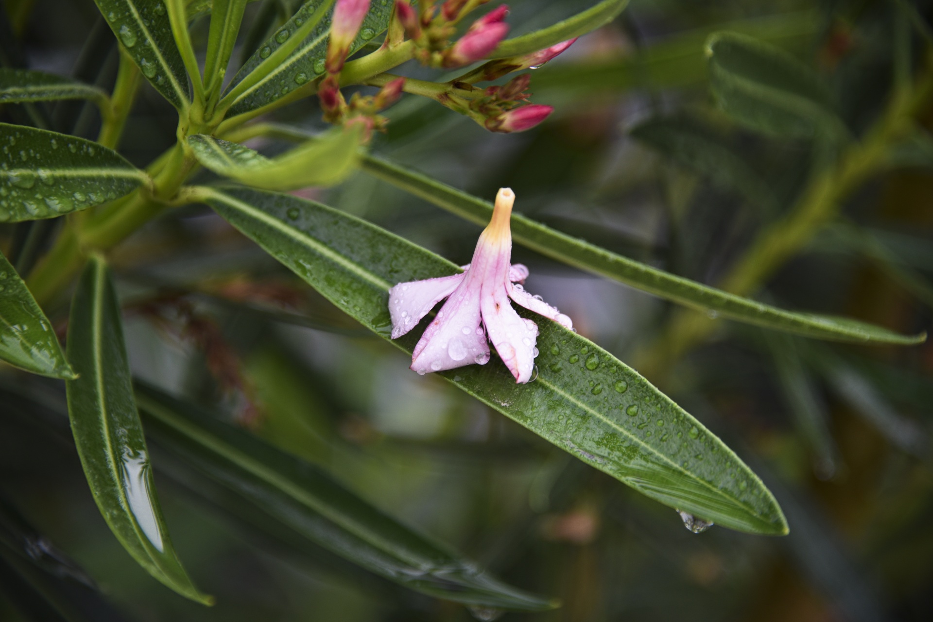 flower rain wet free photo