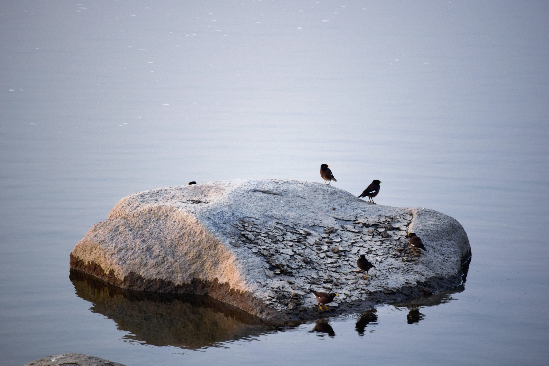 birds rock river free photo