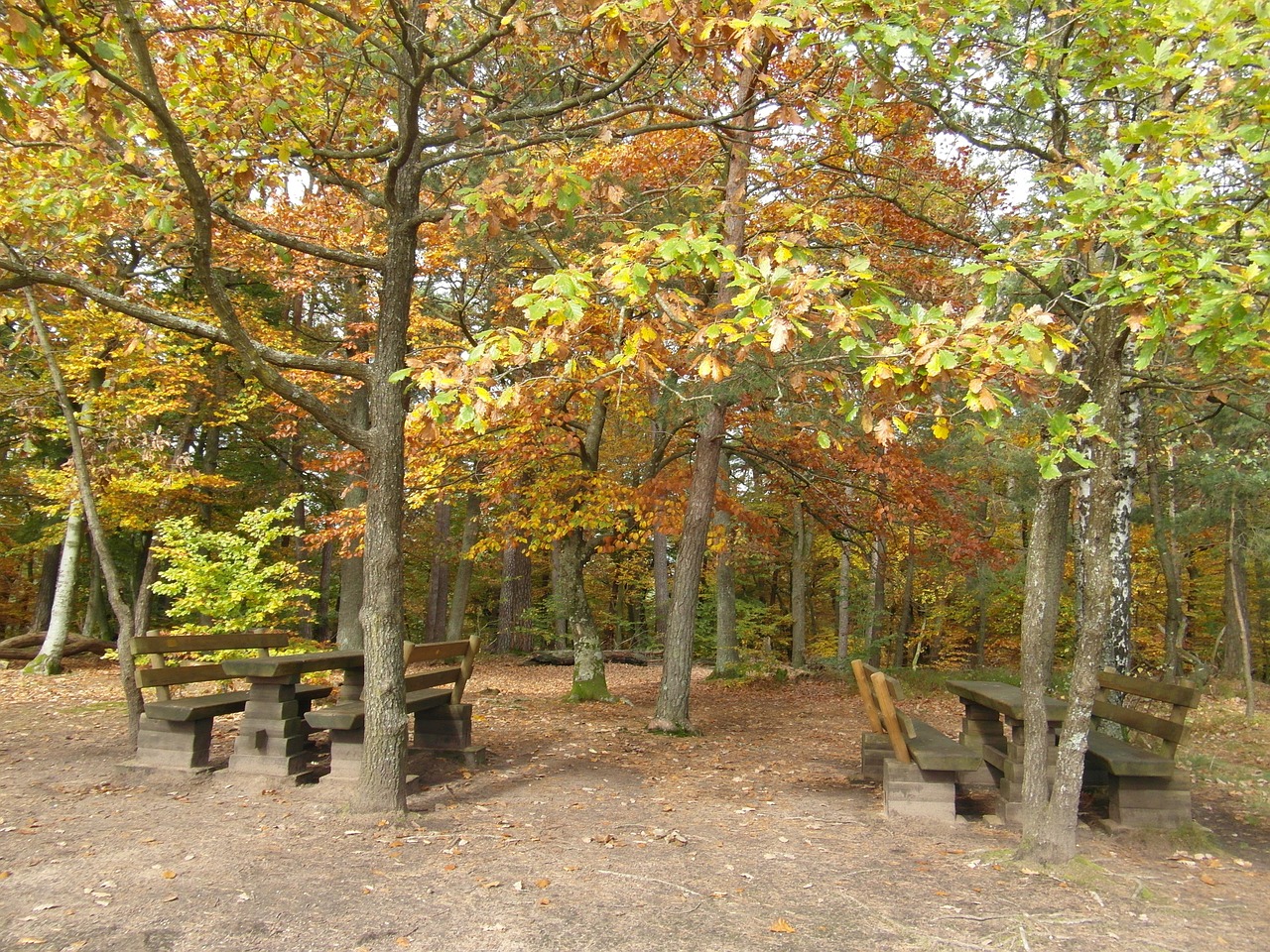 resting place forest autumn free photo