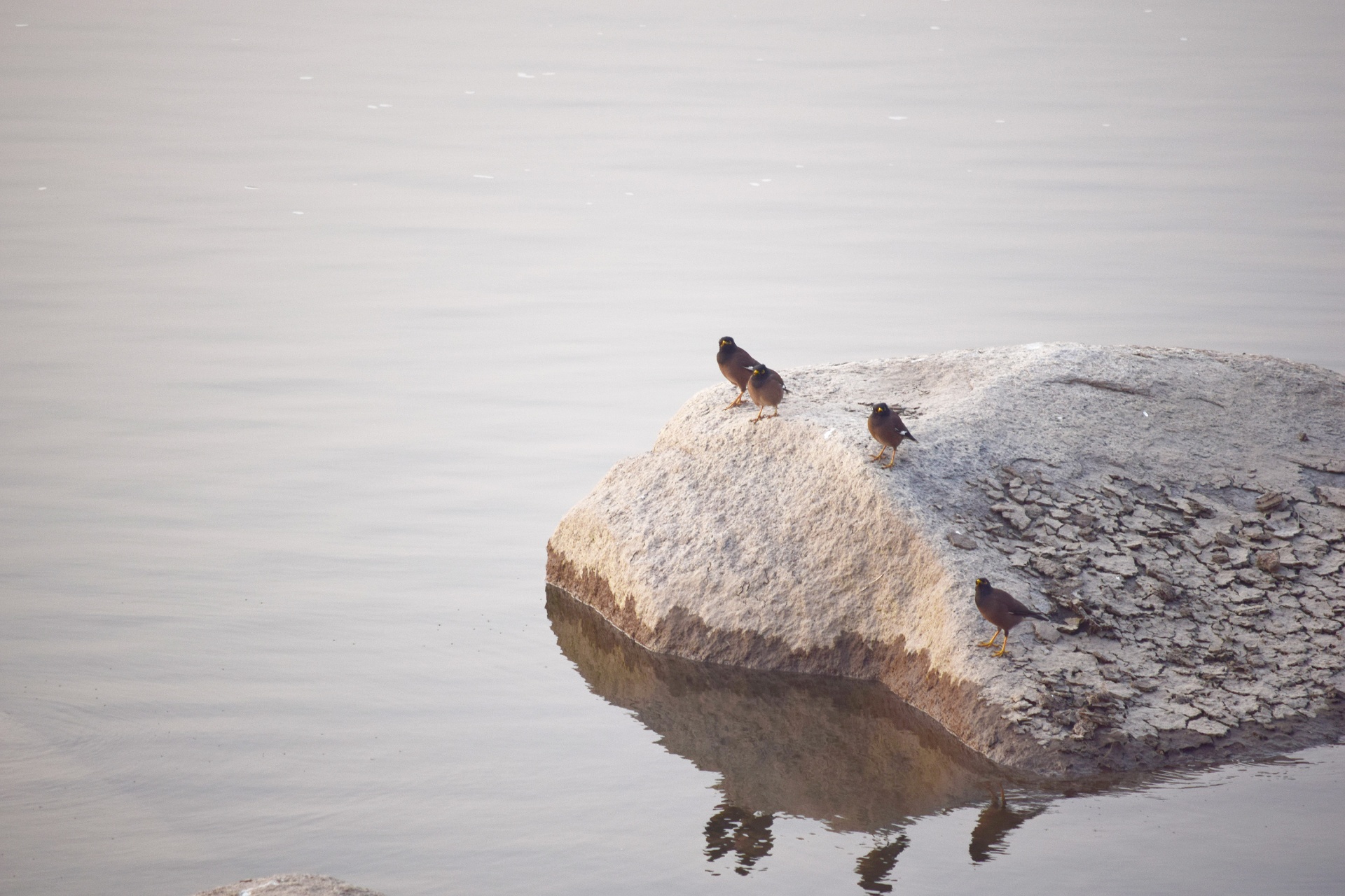 birds rock river free photo