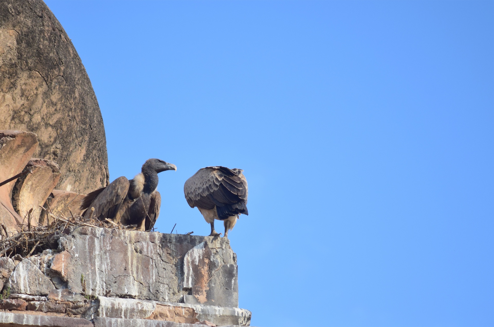 vultures bird animal free photo
