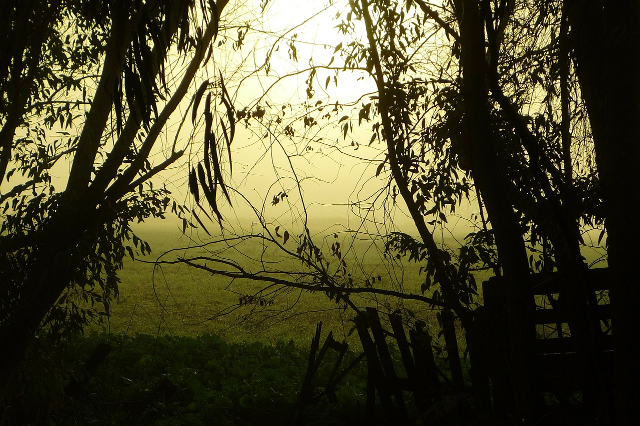 restlessness mystery fog free photo