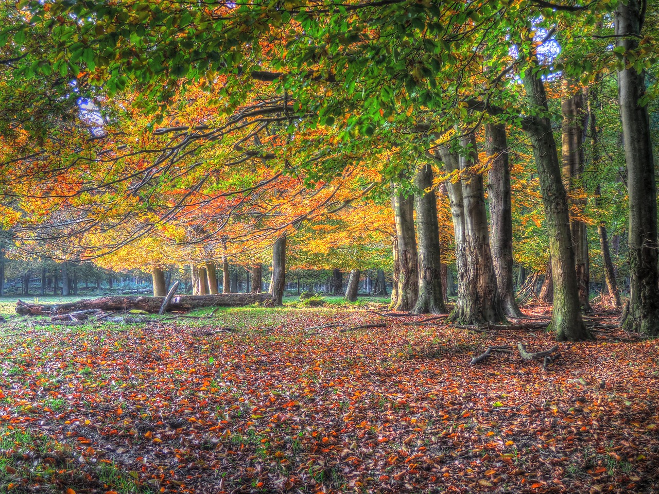 restored forest leaves free photo