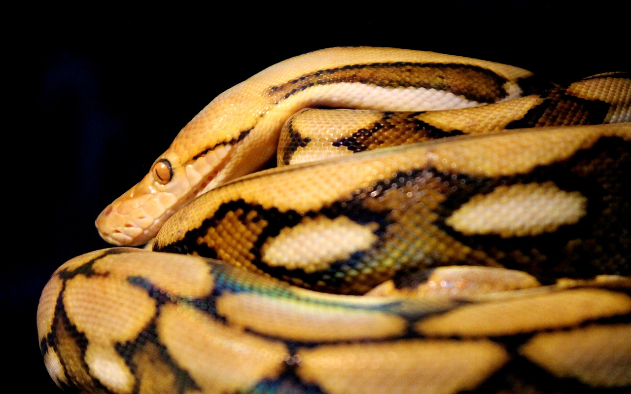 reticulated  python  snake free photo