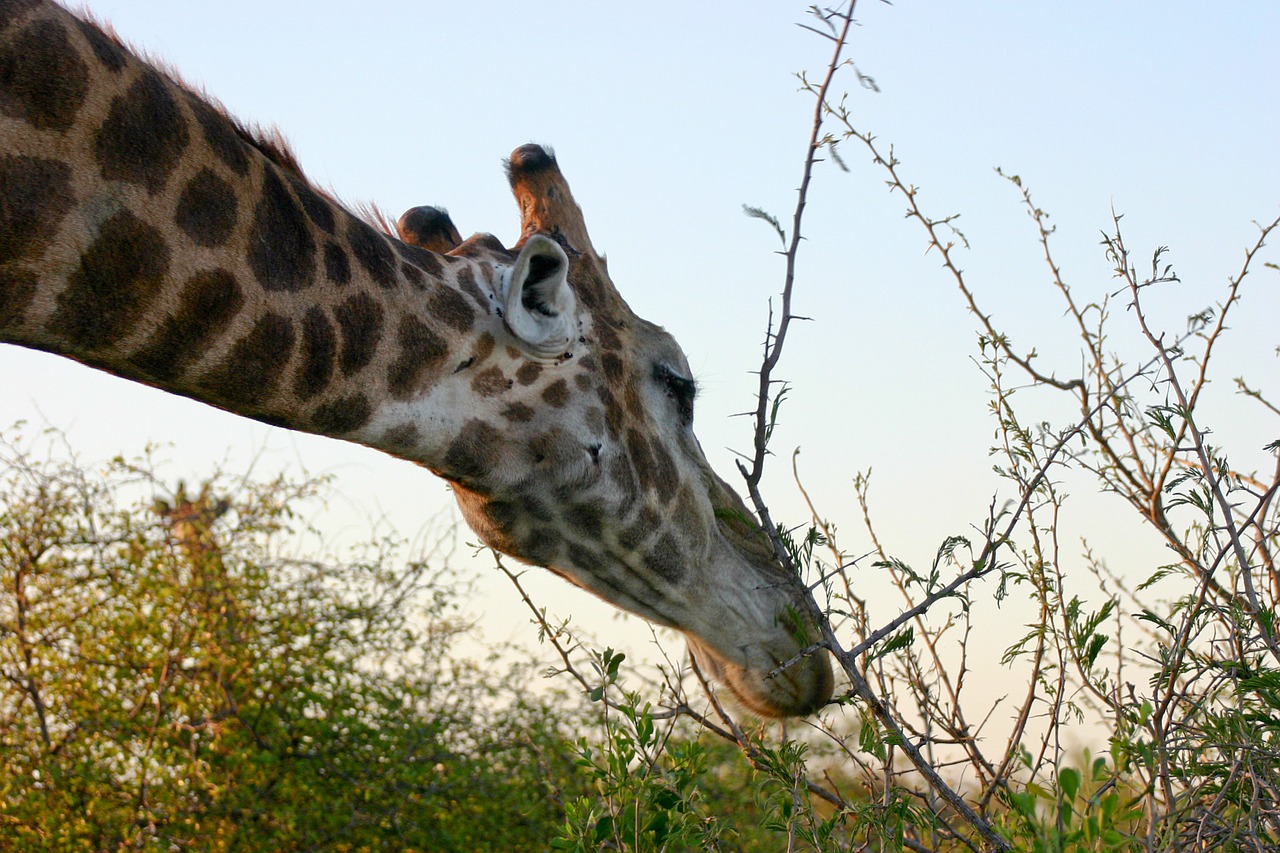 reticulated giraffe africa giraffe free photo
