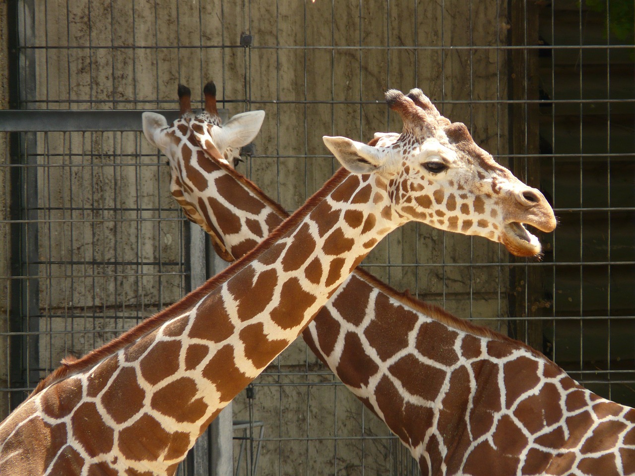 reticulated giraffe animal large free photo