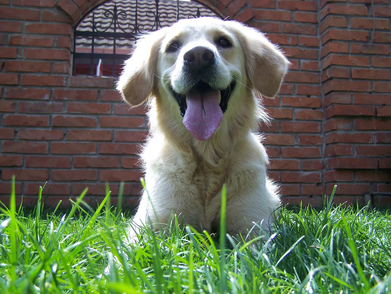 retriever smile tongue free photo