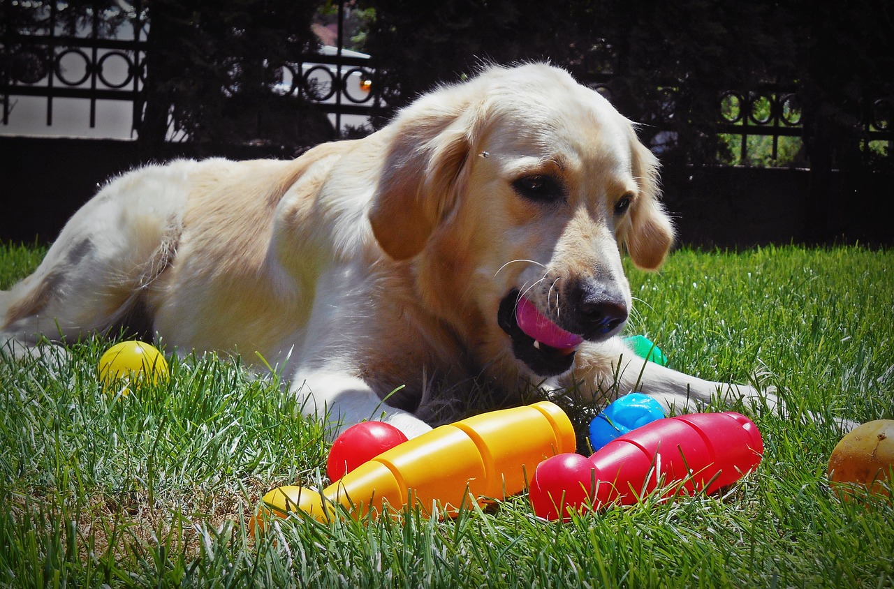 retriever golden play free photo