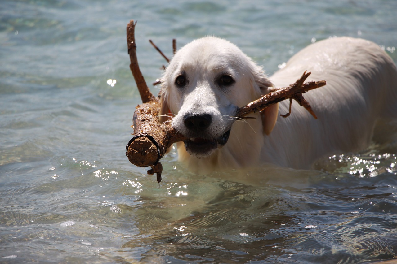 retriever dog golden free photo