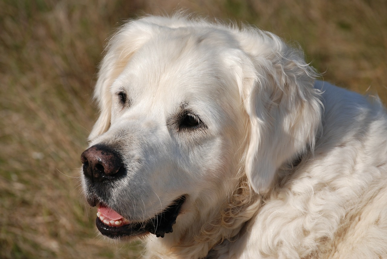 retriever dog pet free photo