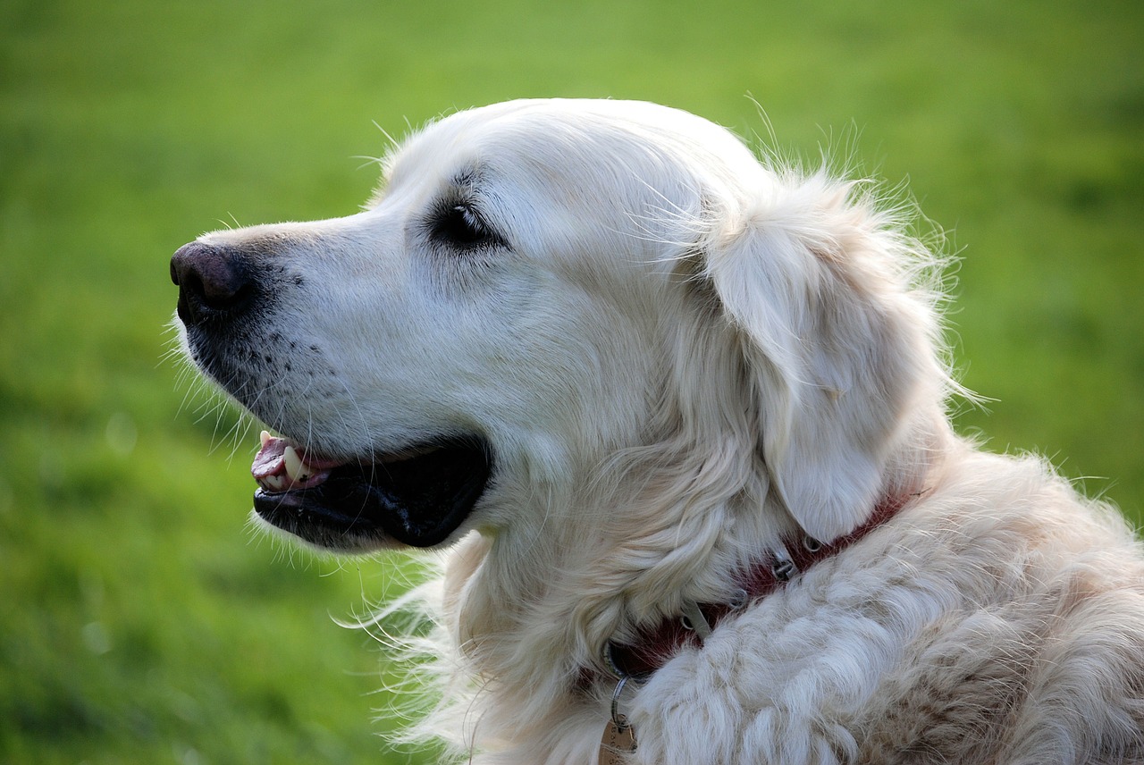 retriever canine pet free photo
