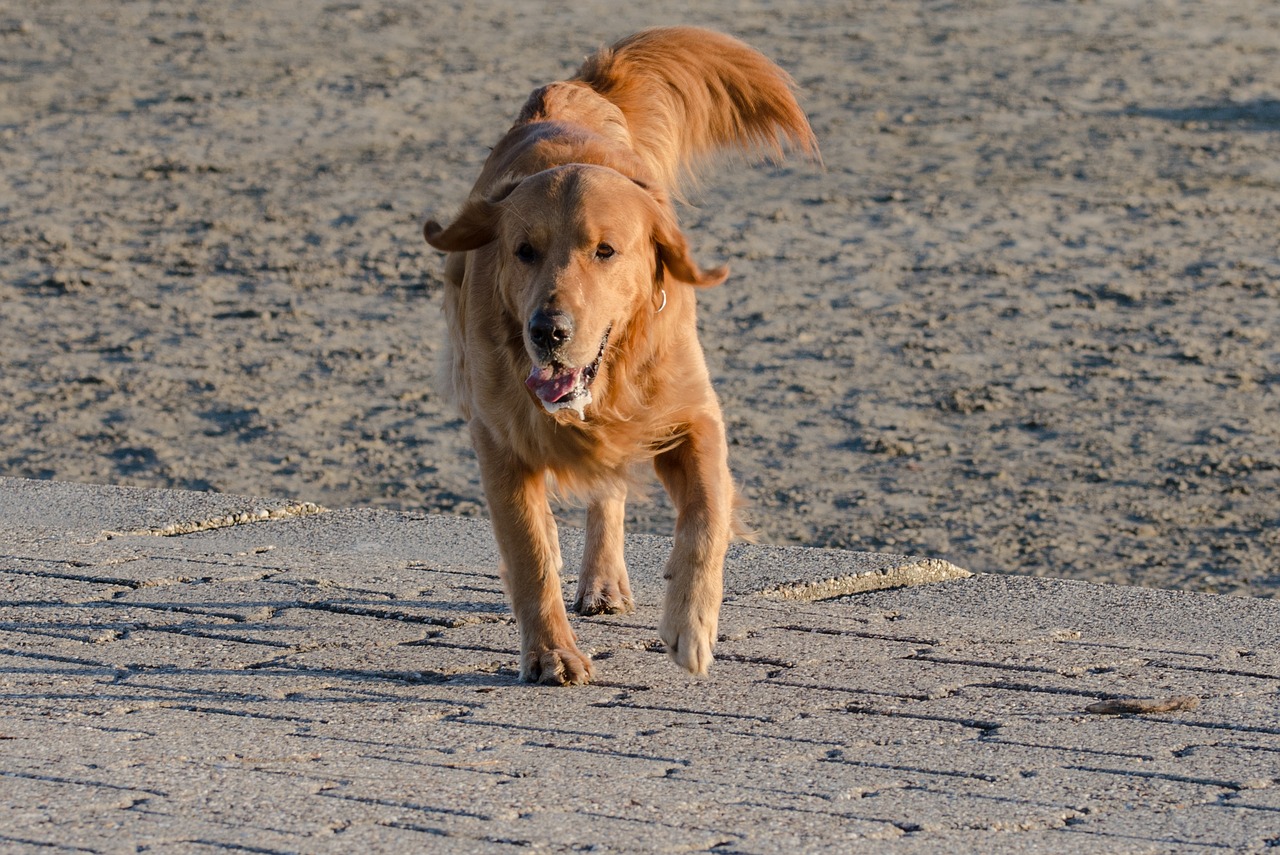 retriever  golden  dog free photo