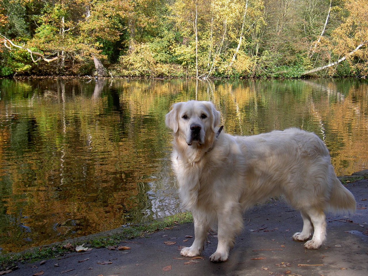 retriever canine dog free photo