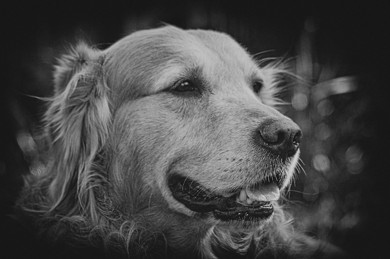 retriever  golden  sepia free photo