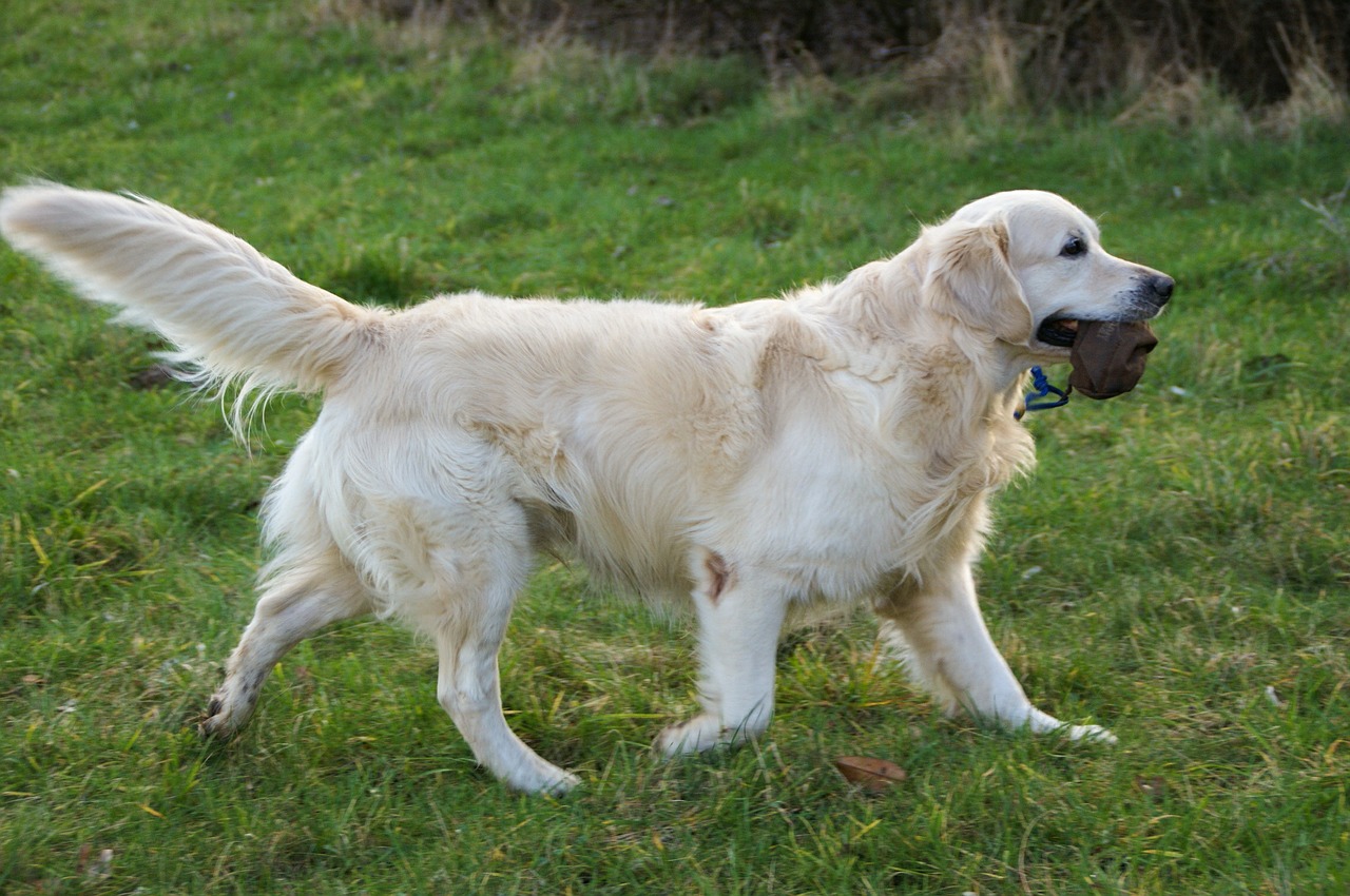 retriever golden retriever pet free photo