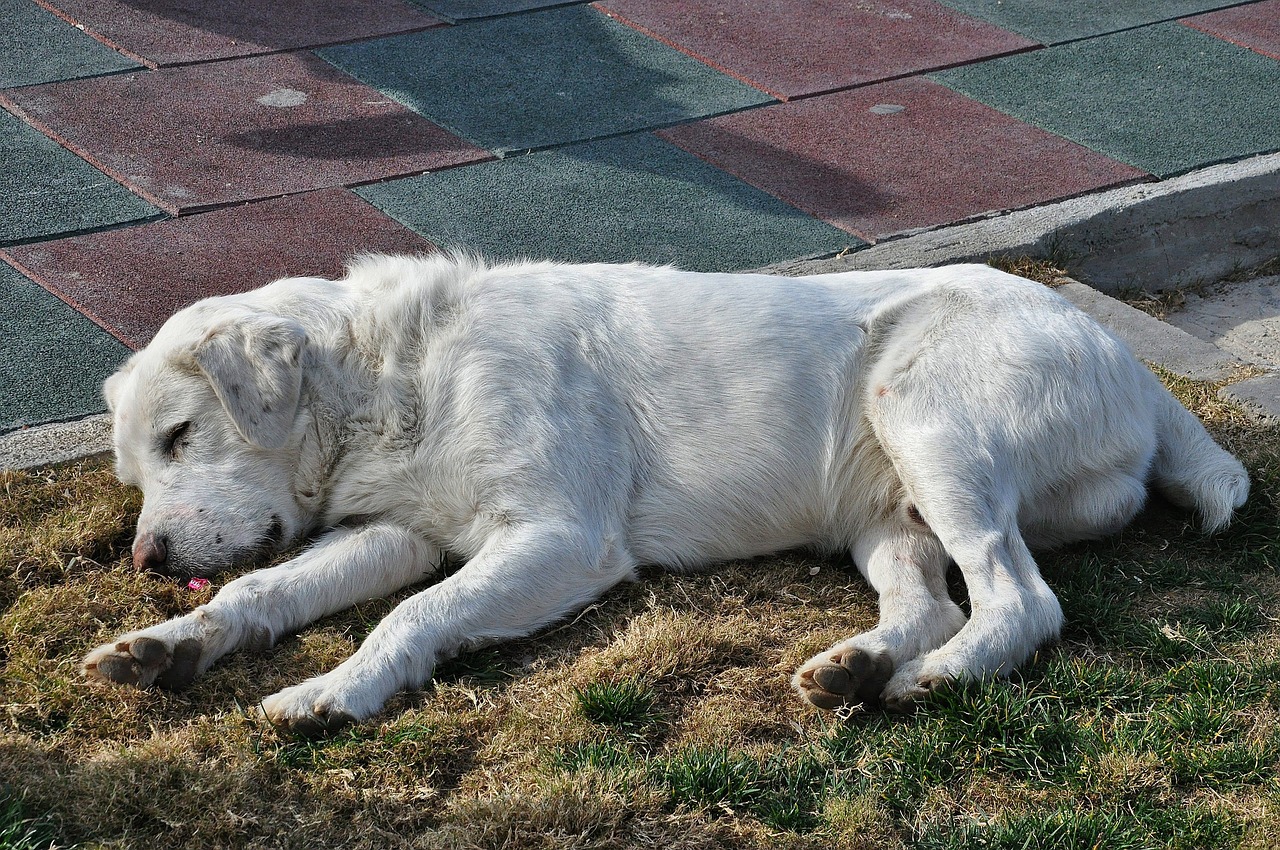 retriever dog animal free photo