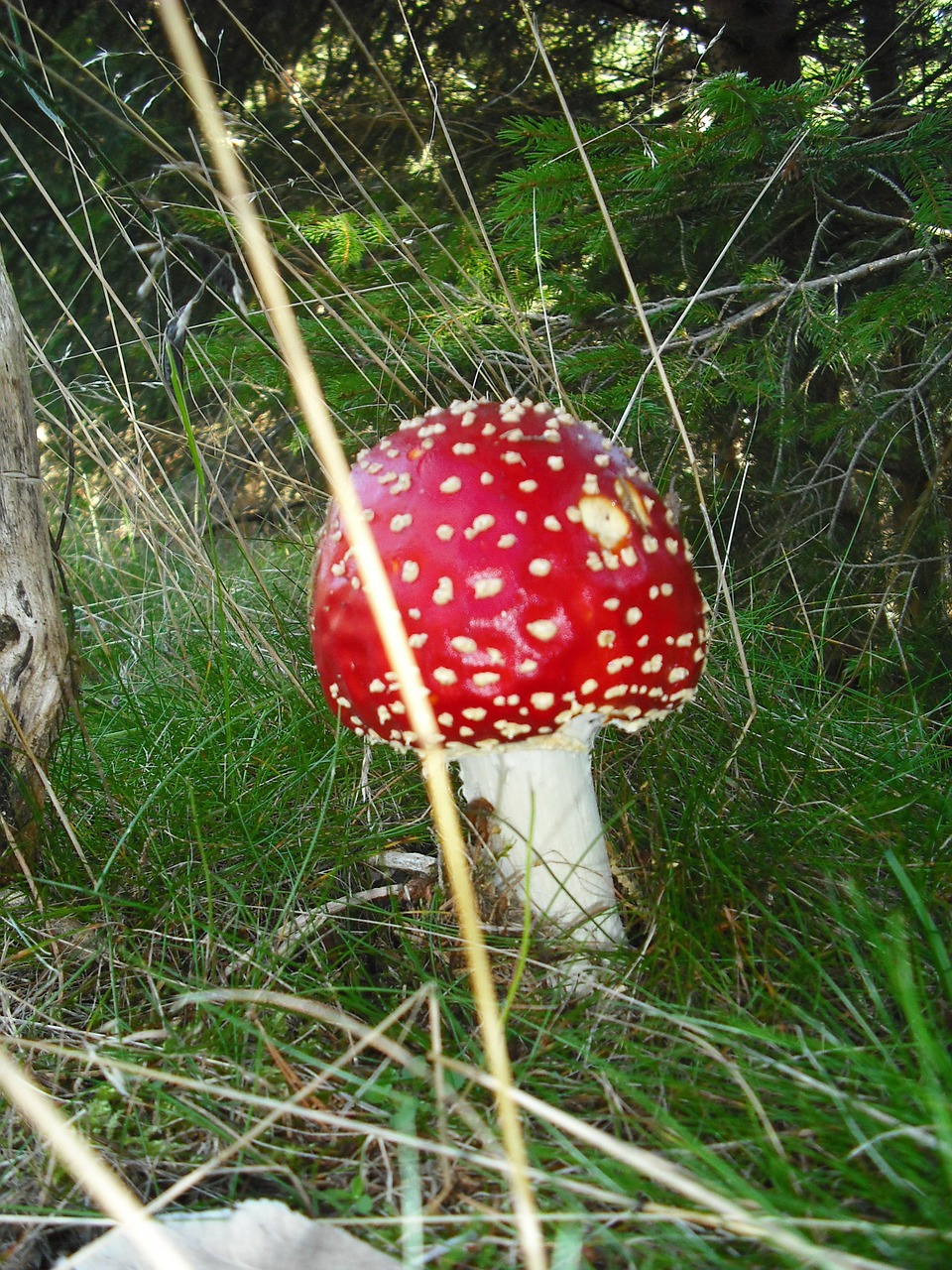 retro mushrooms fungus poisonous mushroom free photo