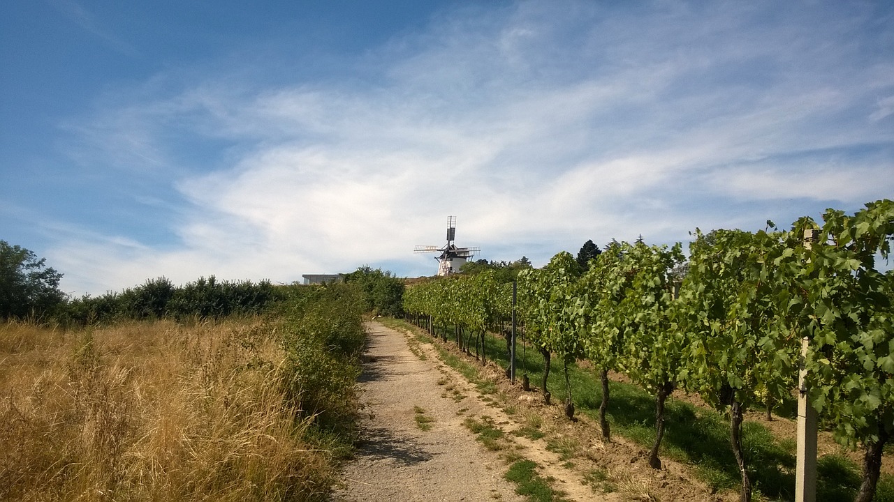 retz windmill wine free photo