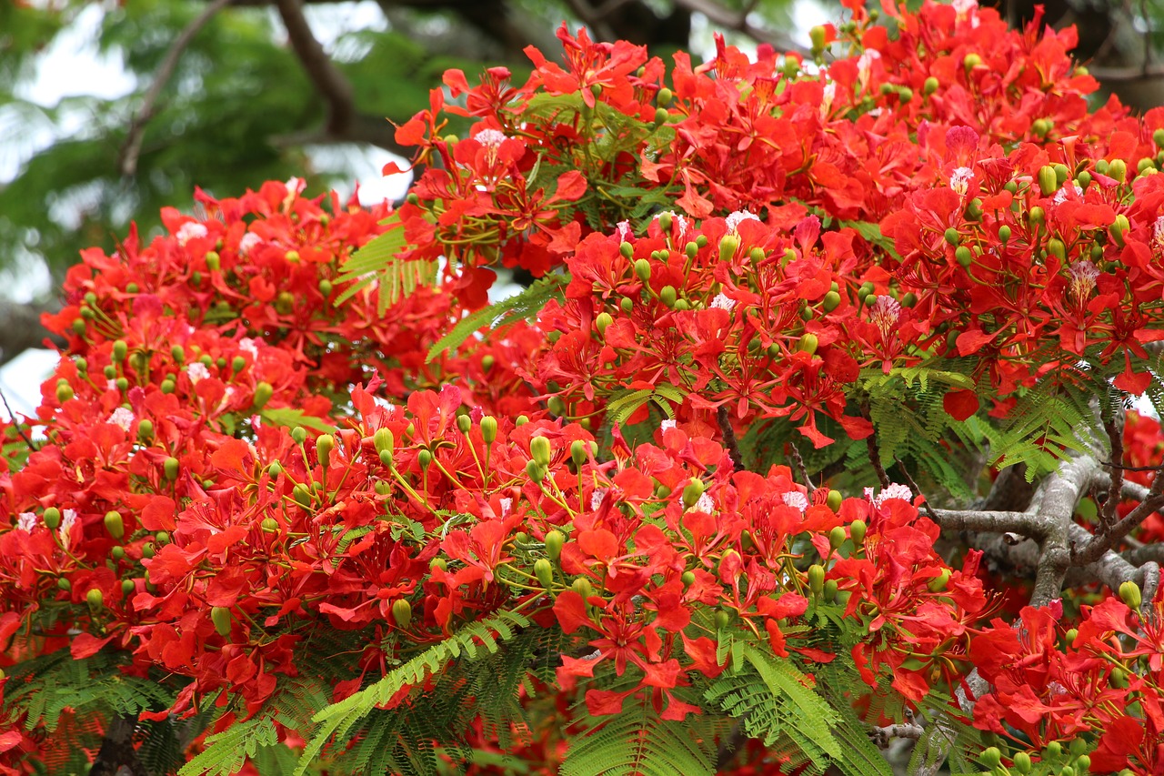 reunion island  flamboyant  nature free photo