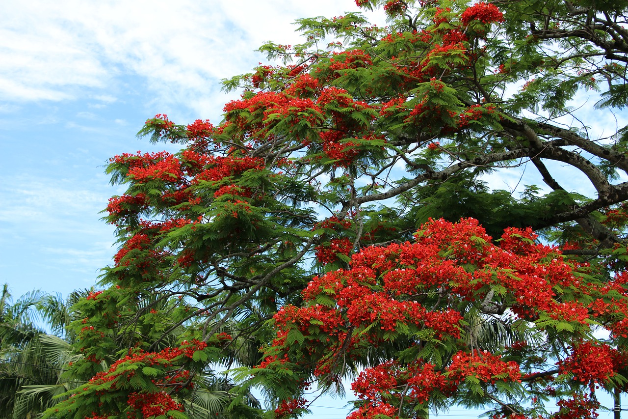 reunion island  flamboyant  nature free photo