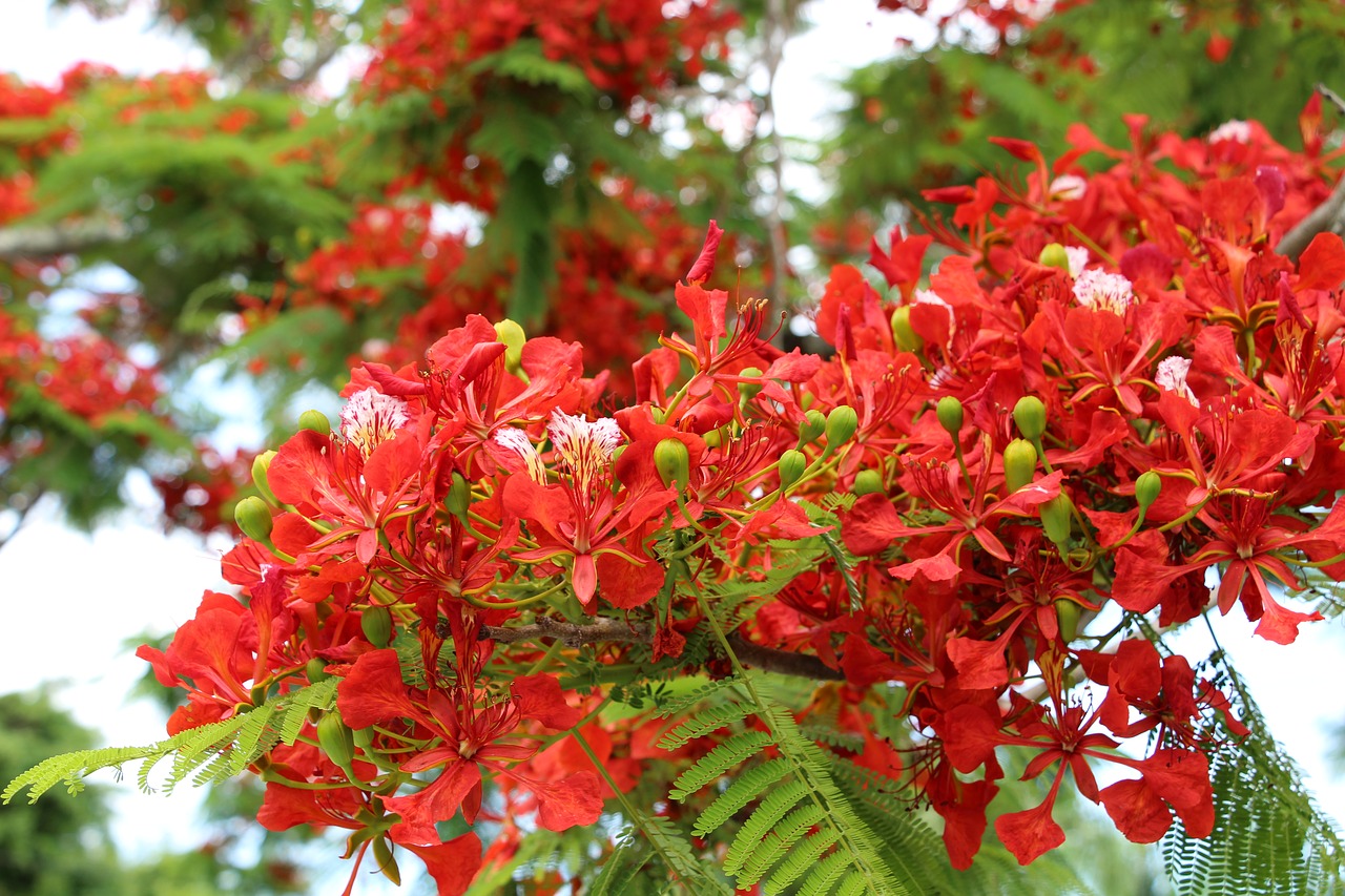 reunion island  flamboyant  nature free photo