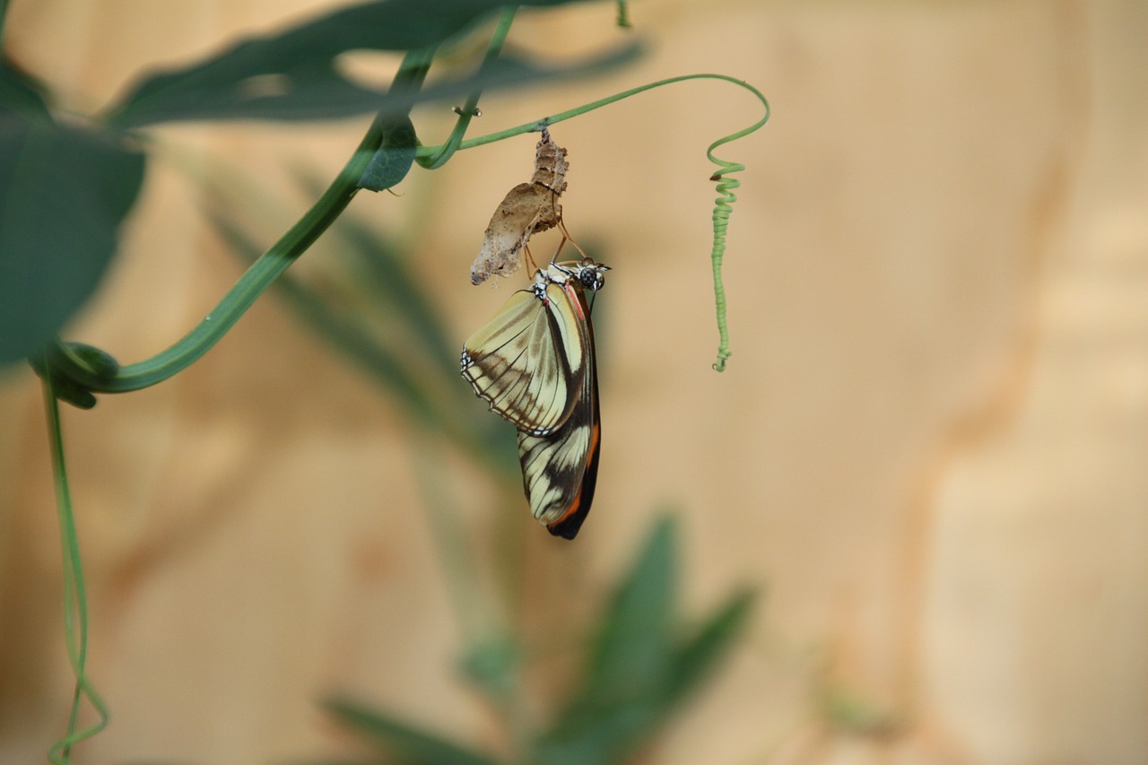 reveal butterfly butterfly garden free photo