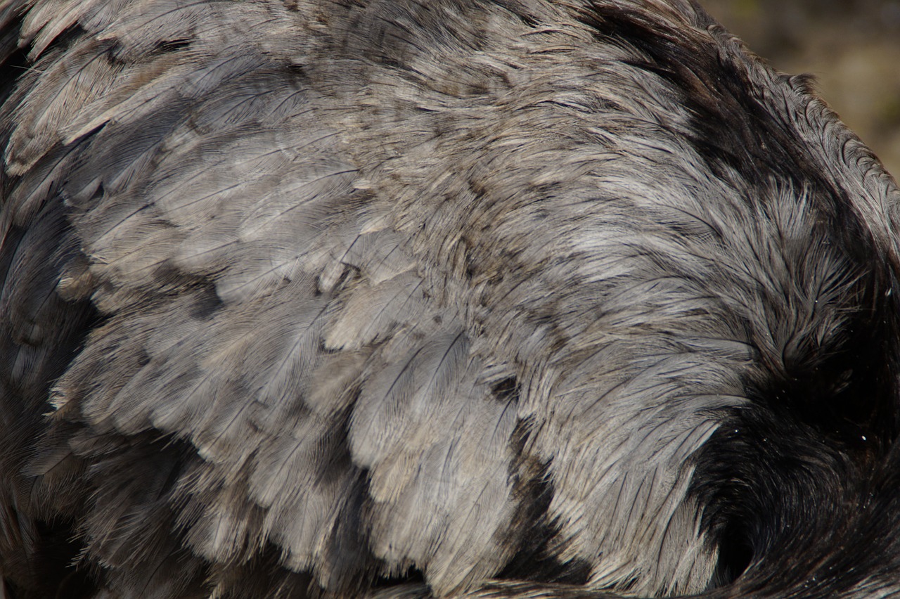 rhea bird plumage feather free photo