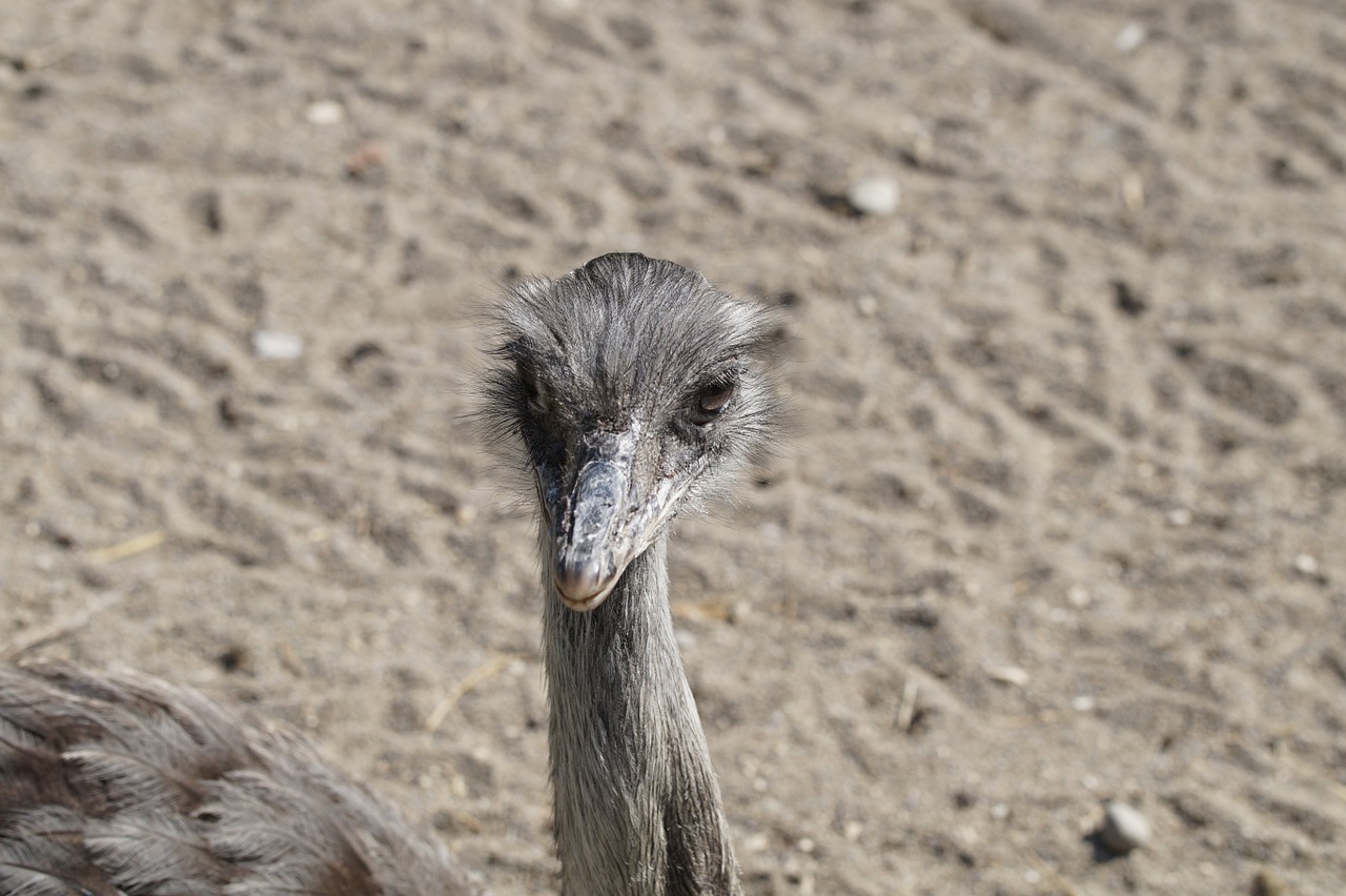 rhea bird head portrait free photo