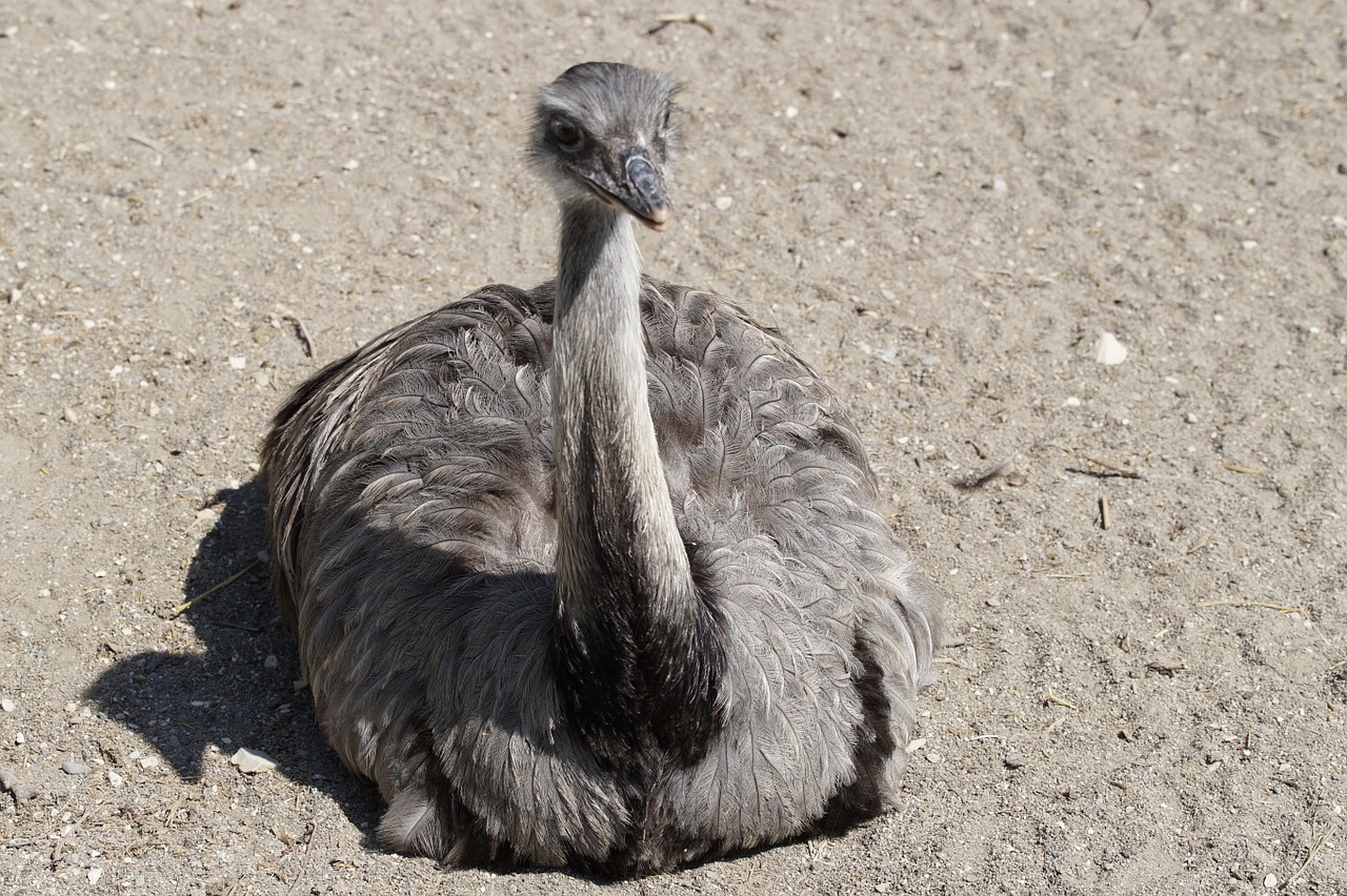 rhea bird sit flightless bird free photo