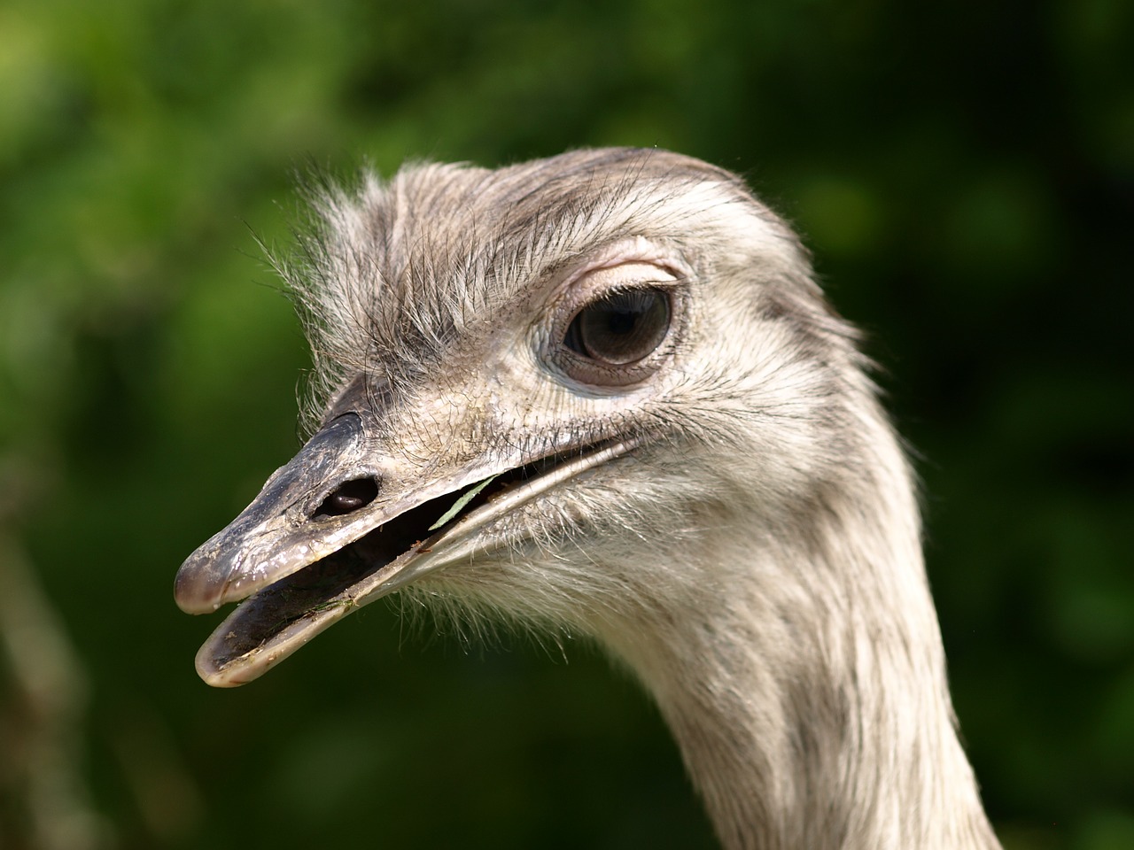 rhea bird head big bird free photo