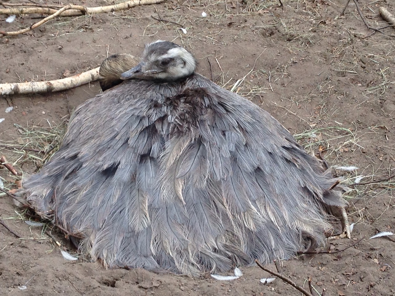 rhea bird flightless bird large free photo