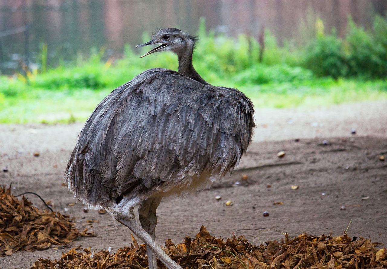 rhea bird  flightless bird  big bird free photo