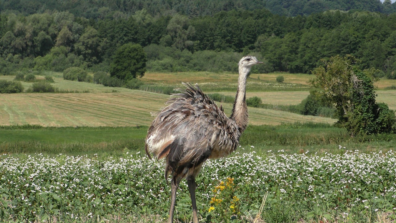 rheas  wild rheas  exotic animals free photo