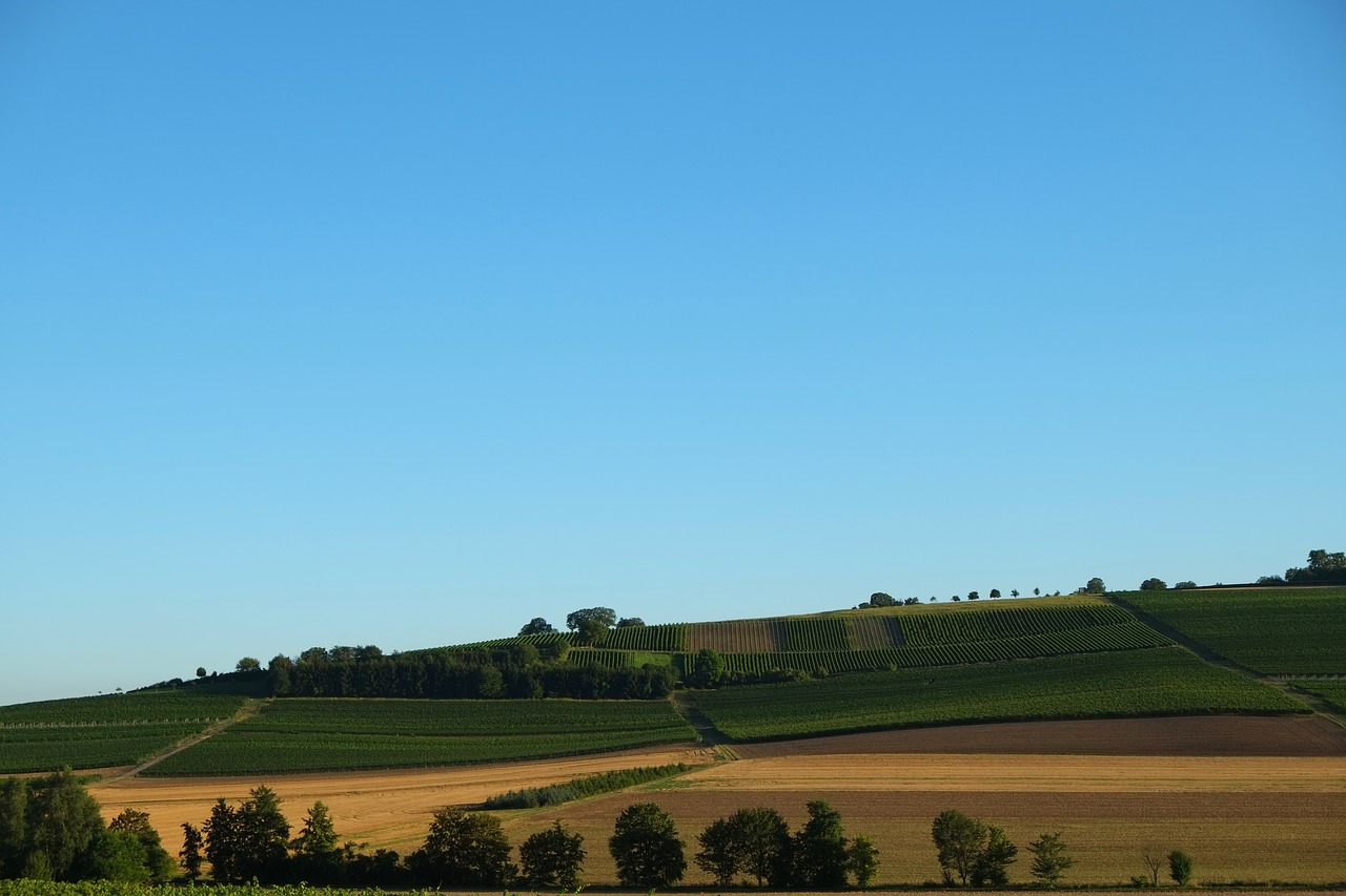 rheinhessen landscape winegrowing free photo