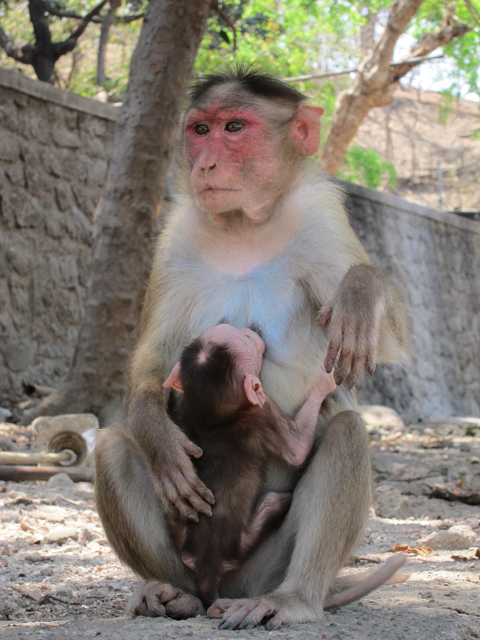 rhesus macaque monkey free photo