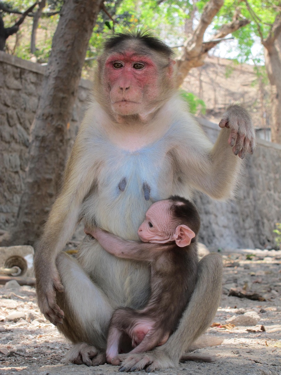 rhesus macaque monkey free photo